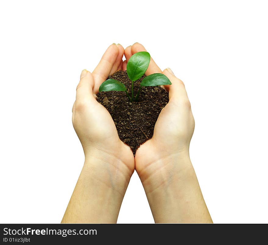 Plant In Hands