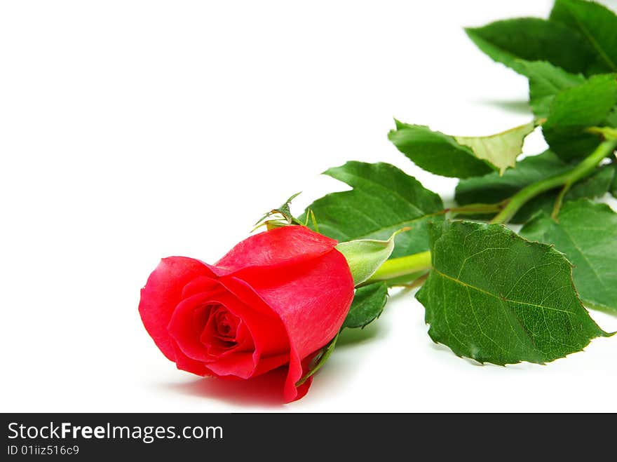 Red rose isolated on white