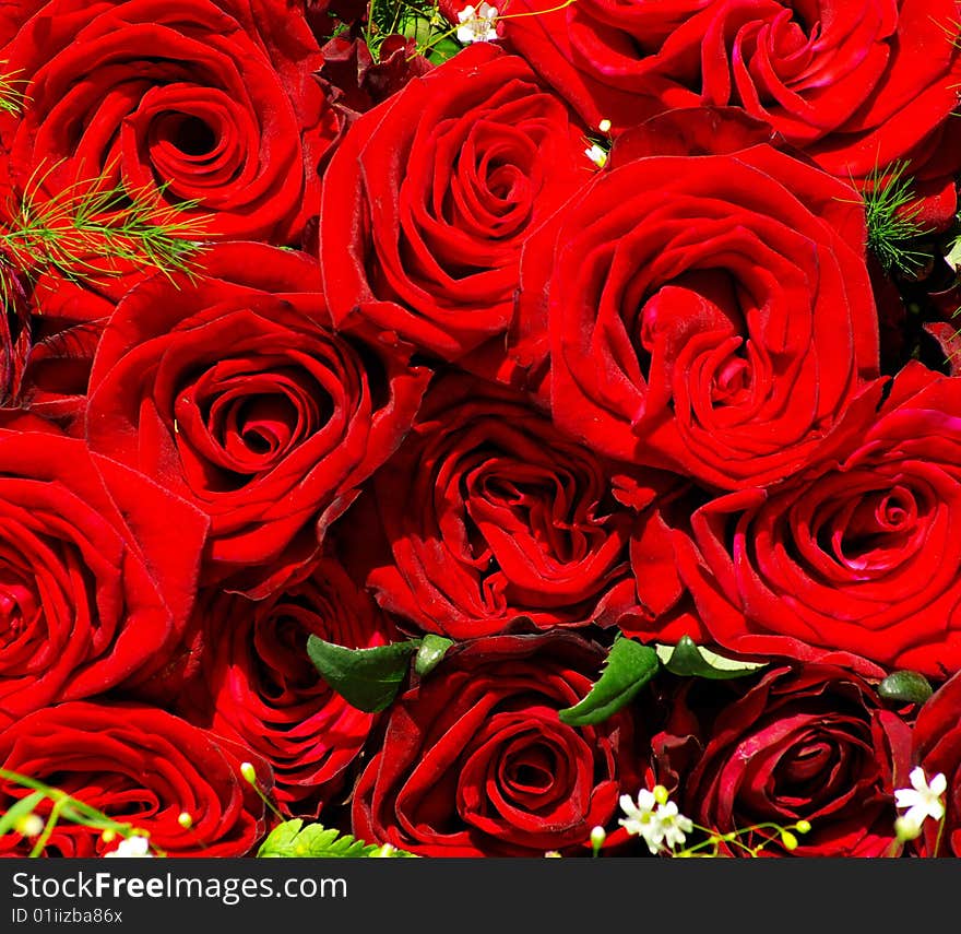 Roses Background