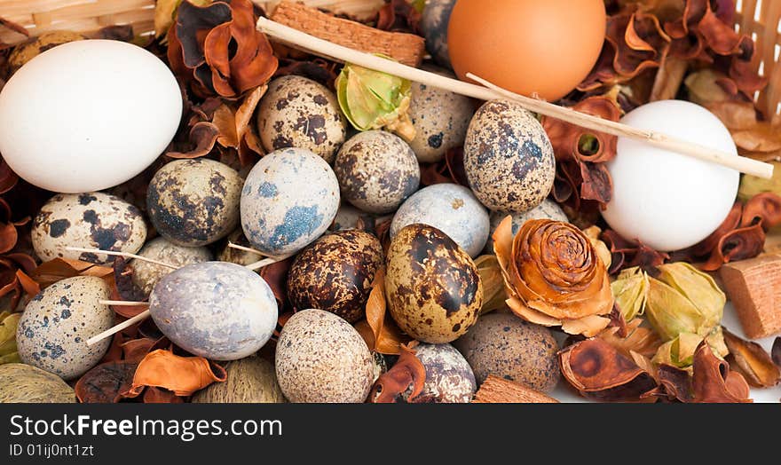 A clutch of quail eggs displayed with brown and white chicken eggs atop a heap of potpourri