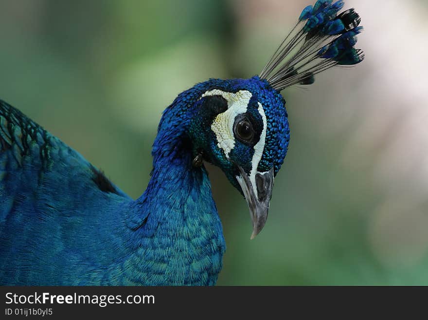 The portrait of the peacock as seen in the tropical parks.