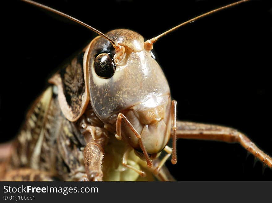 Grasshopper close up on a black background