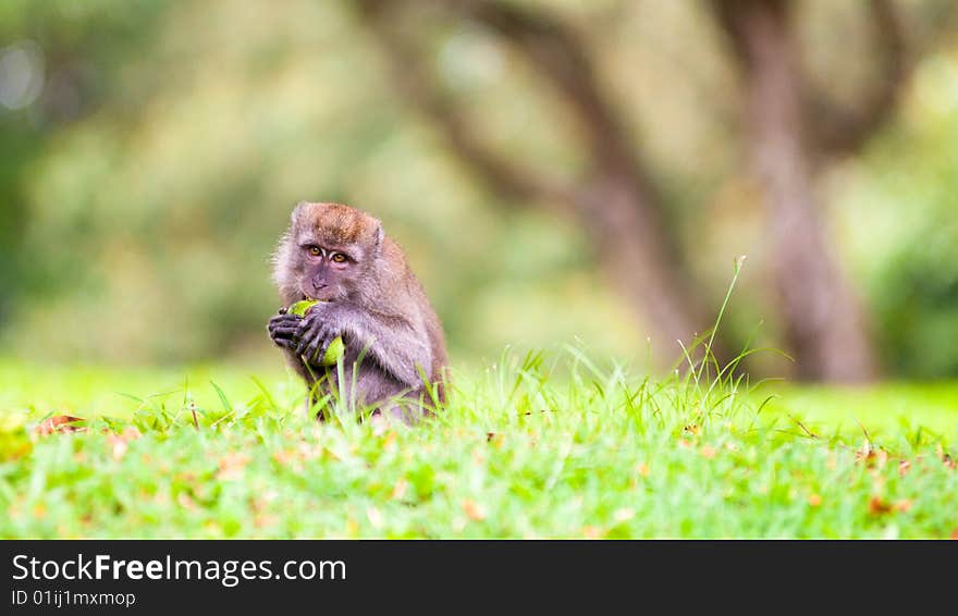 Macaque picking up and eating a fruit fallen off a tree in a public park. Macaque picking up and eating a fruit fallen off a tree in a public park