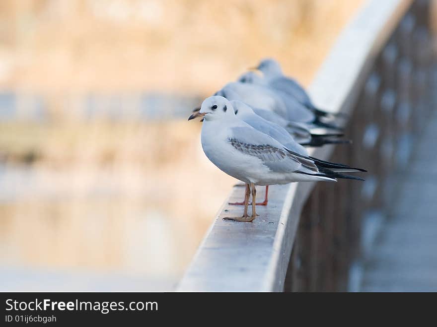 Seagulls Lined Up