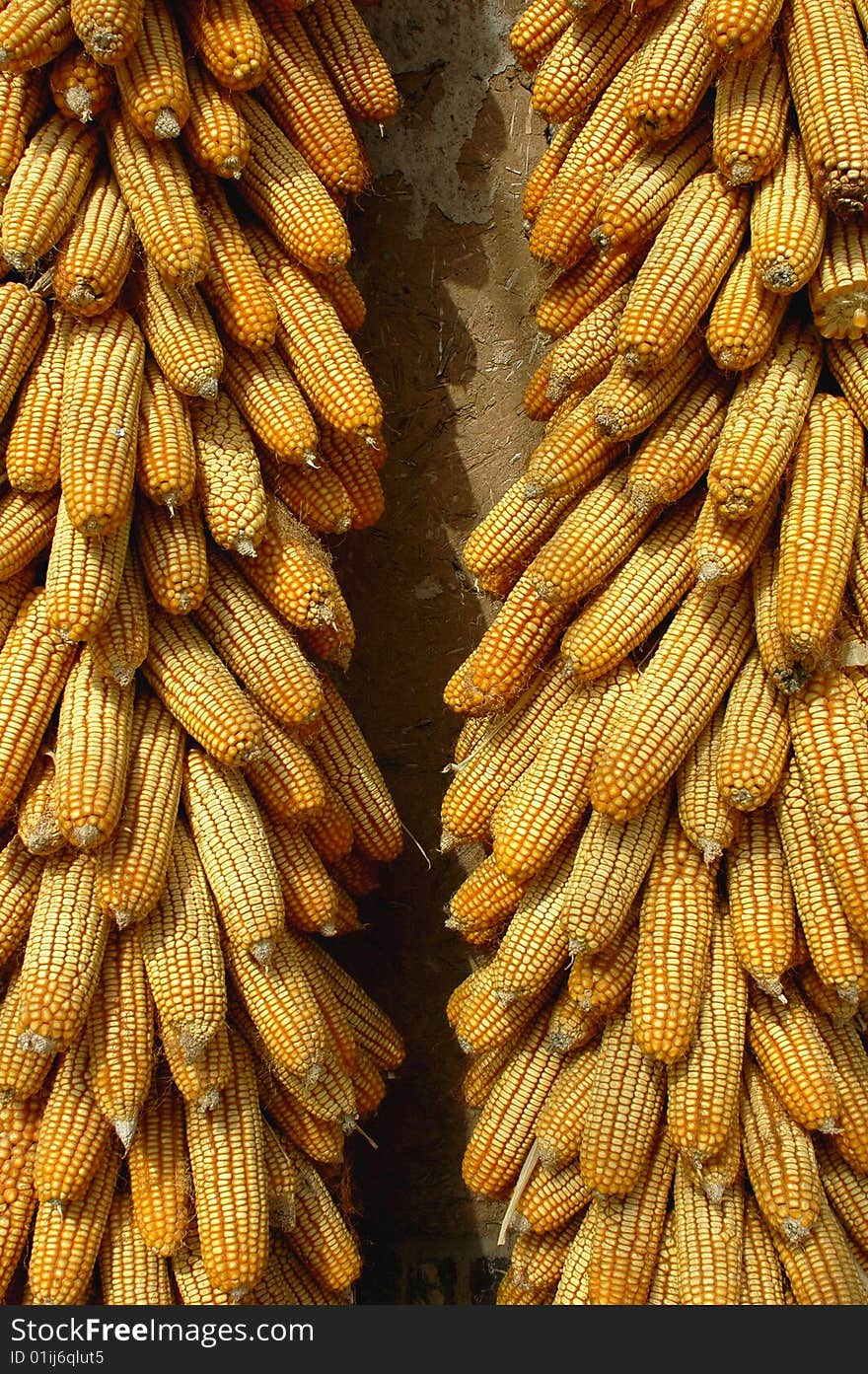 Multiple stacked corn on the golden cobs with yellow corn in the kernels. Multiple stacked corn on the golden cobs with yellow corn in the kernels