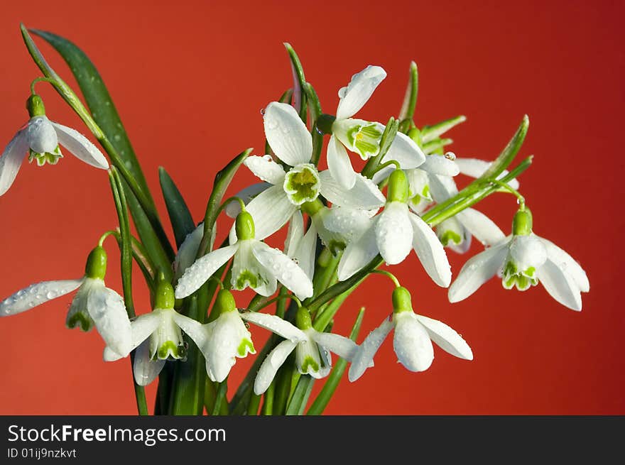 Snowdrops