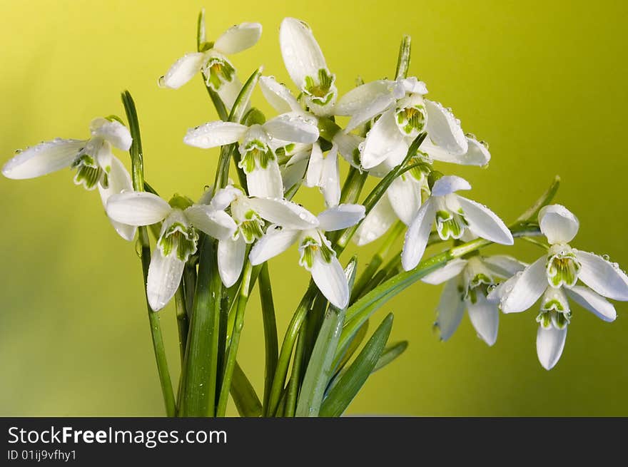 Snowdrops