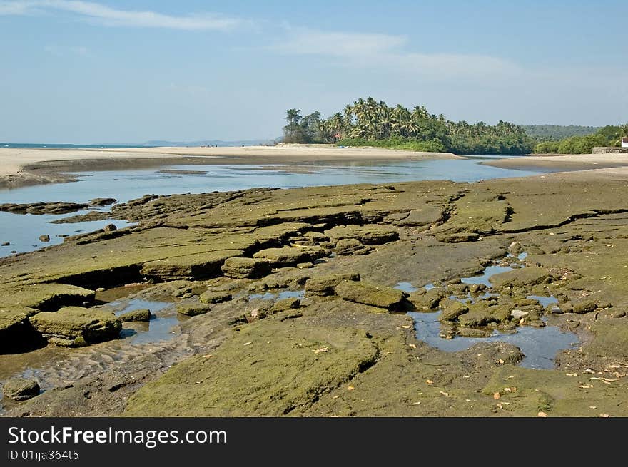 Kind on oozy coast in Goa