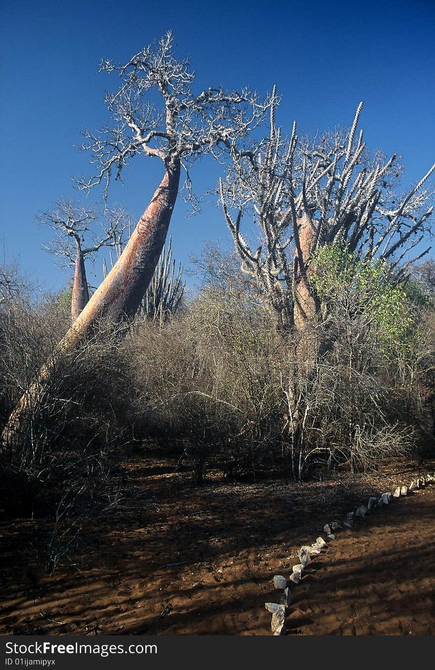 Spiny Forest in Madagascar,Madagascar