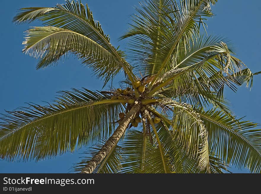 Palm tree