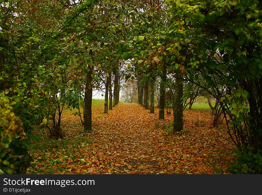 The path covered with colorful autumn foliage is through the park. The path covered with colorful autumn foliage is through the park