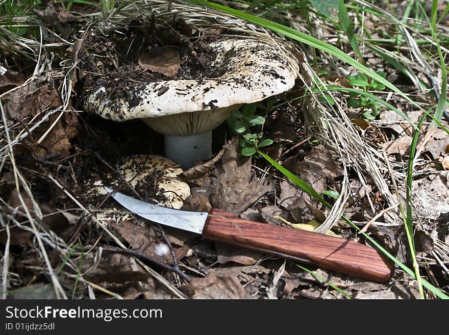 Milk mushrooms with knife