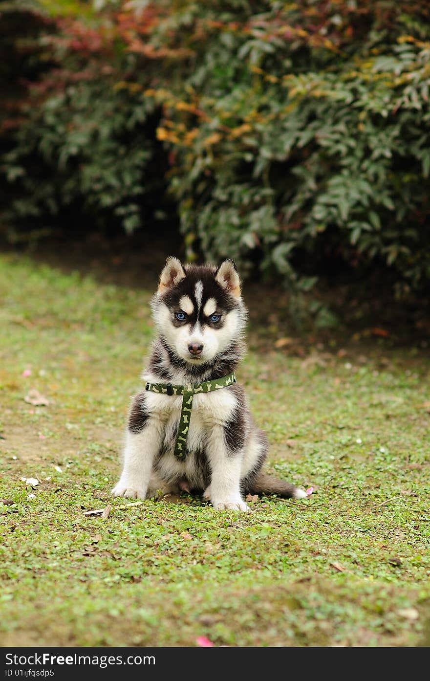 Baby Husky