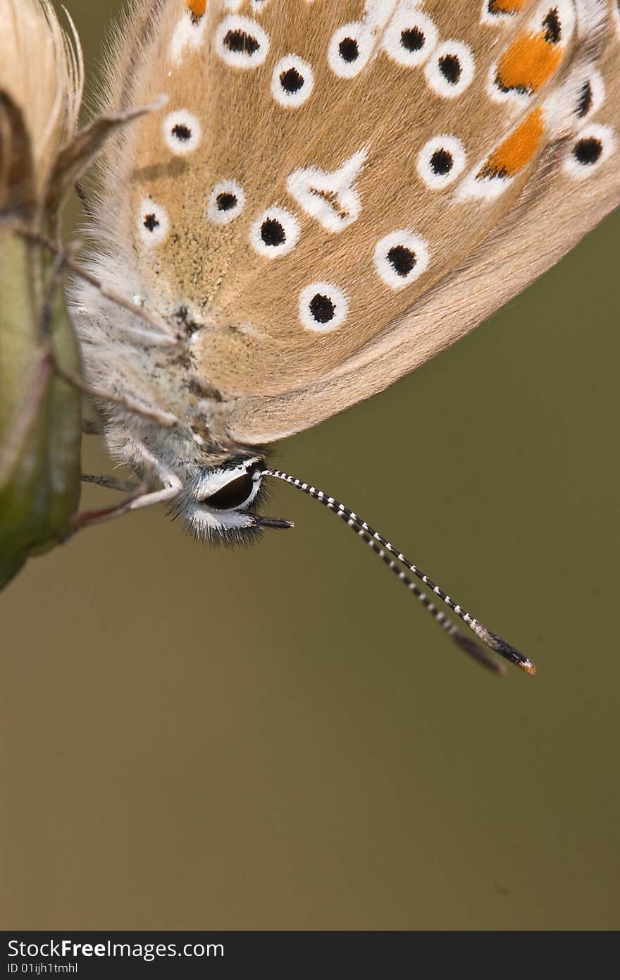 A portrait of this beauty of the nature. A portrait of this beauty of the nature