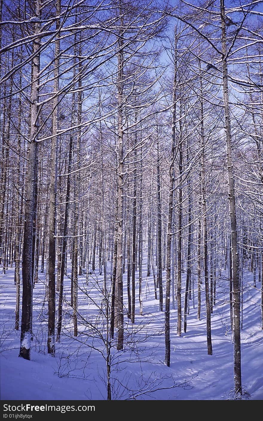 winter trees