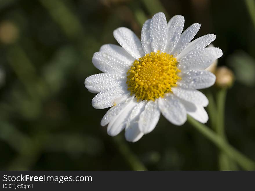 Daisy with drops in morning sunlight