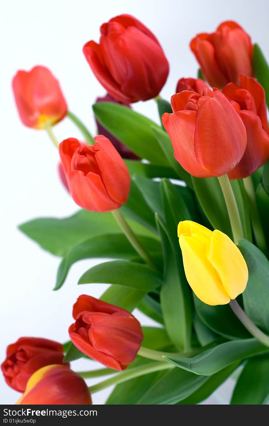 Tulips Bouquet