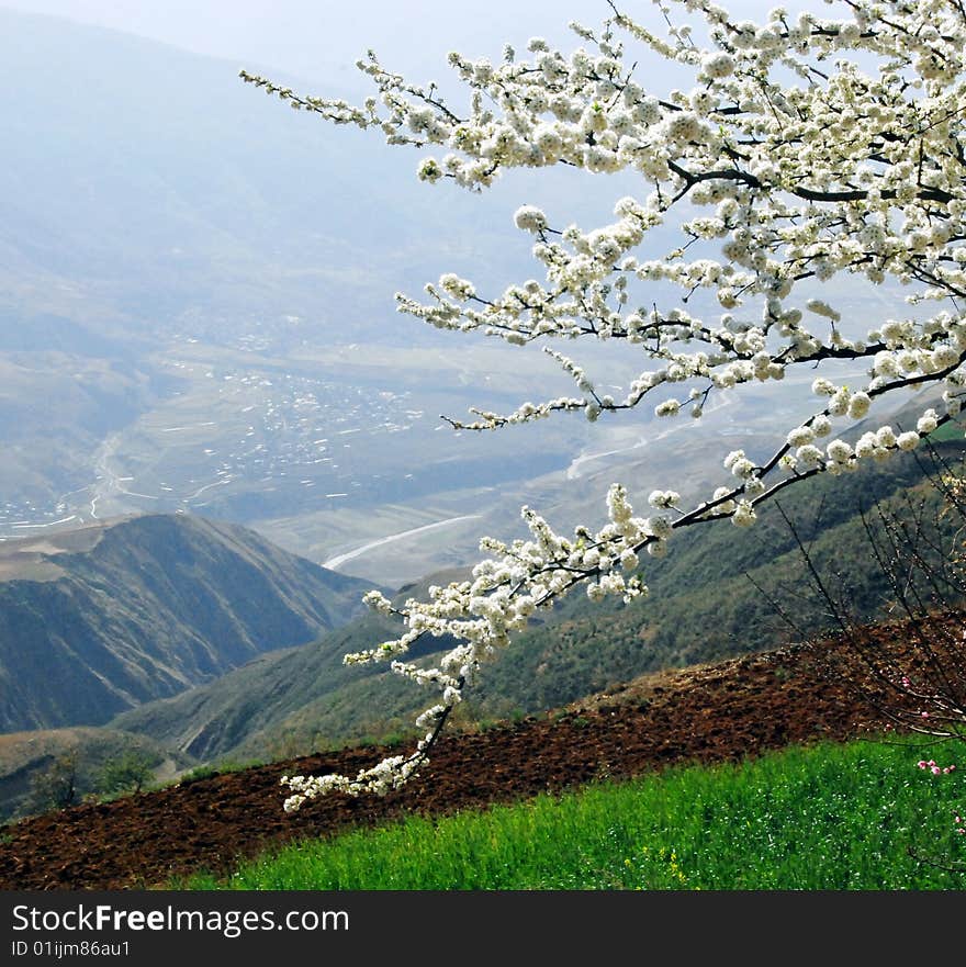 Classic Asian rice field background with white blossom. Classic Asian rice field background with white blossom