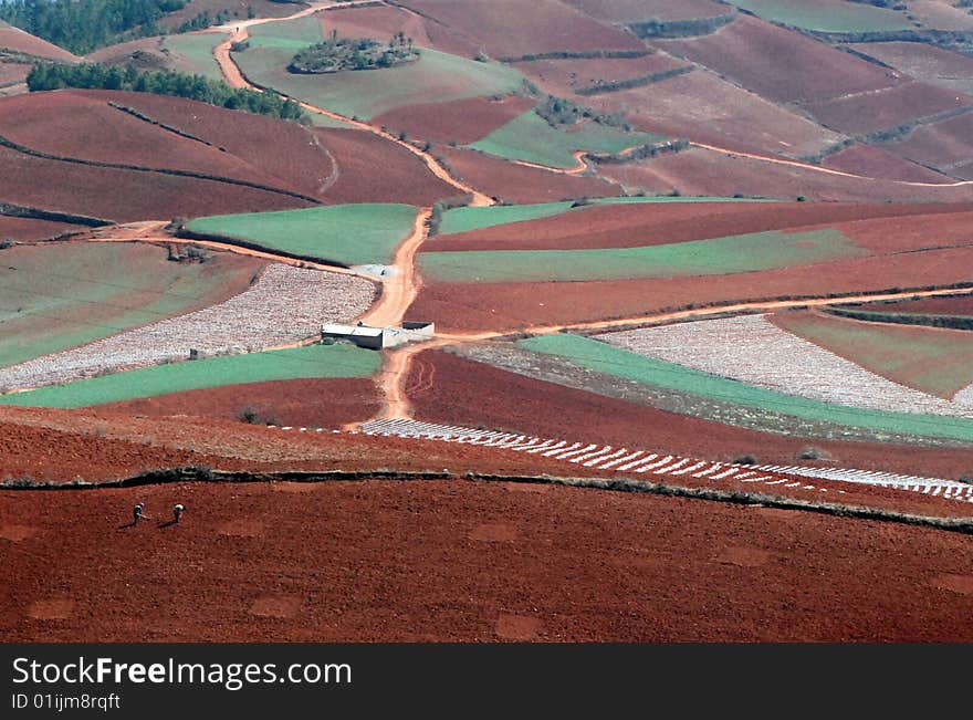 Terrace Field In Asia