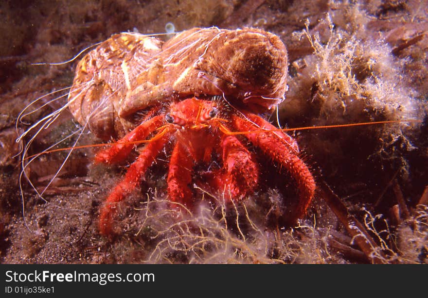 Paguro Bernardo, crab captured in the Mediterranean Sea.