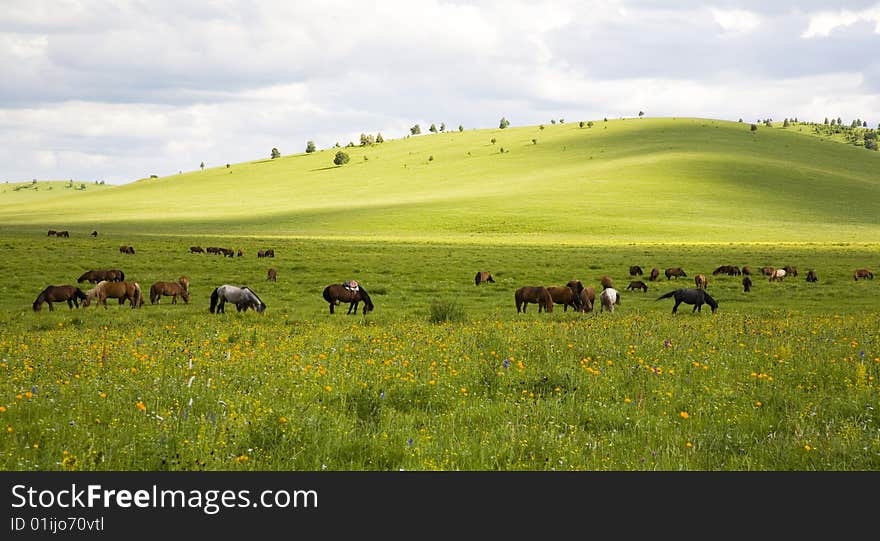 Horses And Grassland