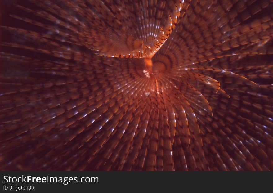 Spirographus, Sabella Spallanzani.
Shot captured in the Mediterranean Sea.