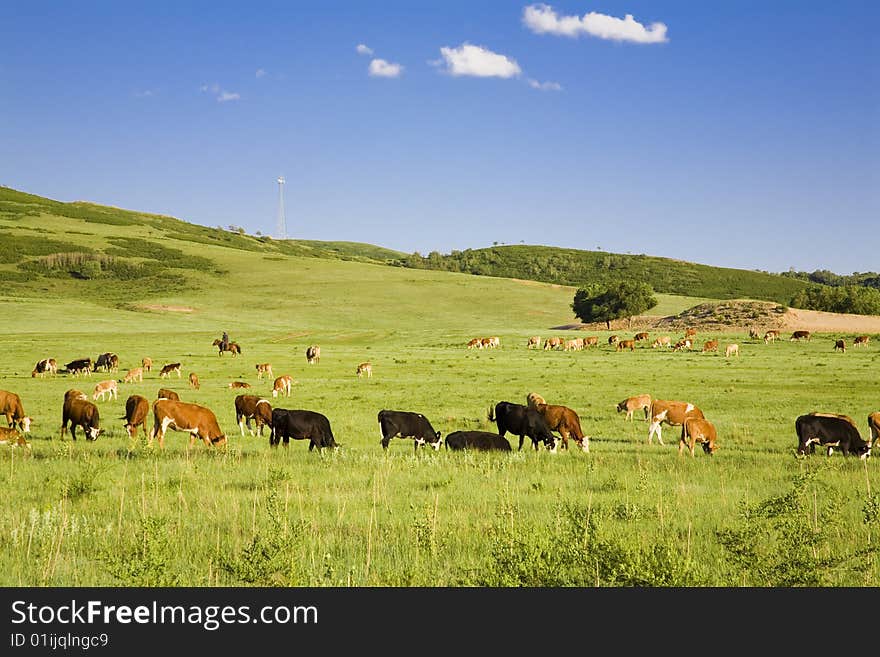 Cattle are feeding on grass. Cattle are feeding on grass