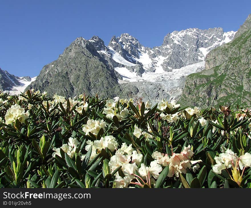 Mountain s flowers