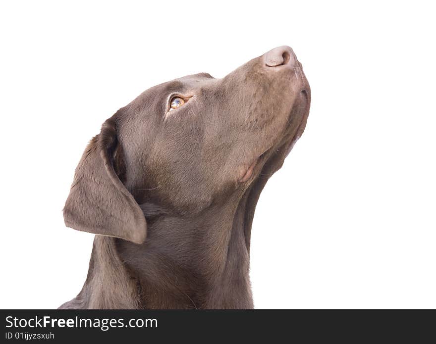 Puppy dog looking upwards (white background)