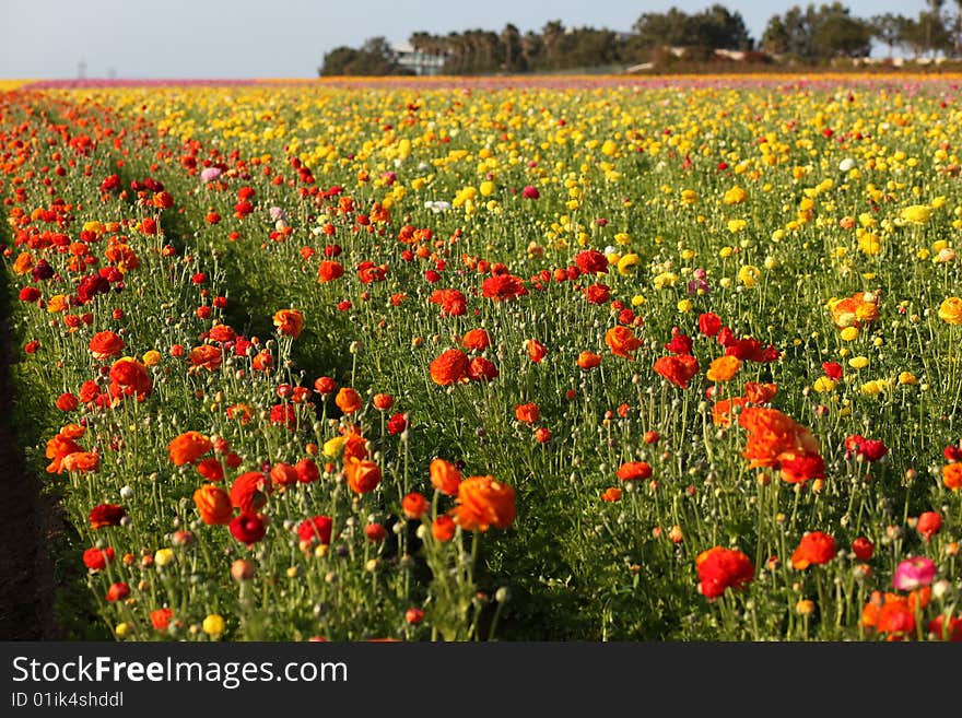 Wide view of a flower field in san diego