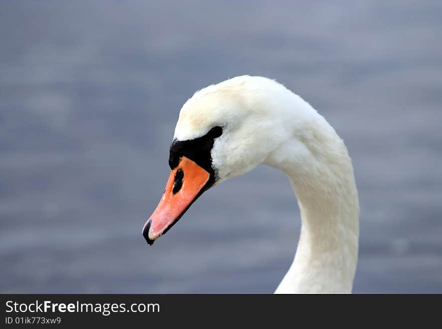 Swan