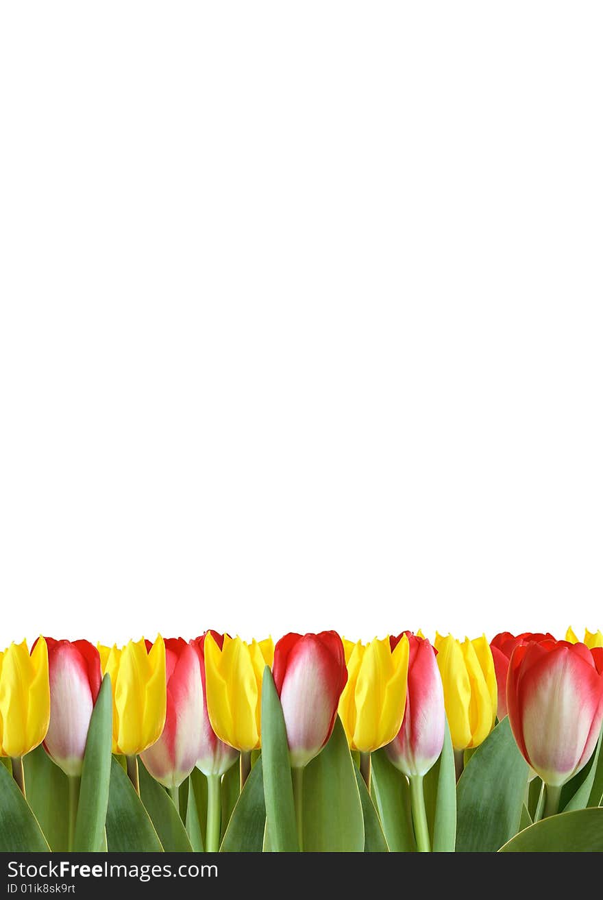 Colorful tulips