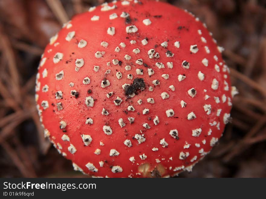 Picture of hat of Fly-agaric. Macro.