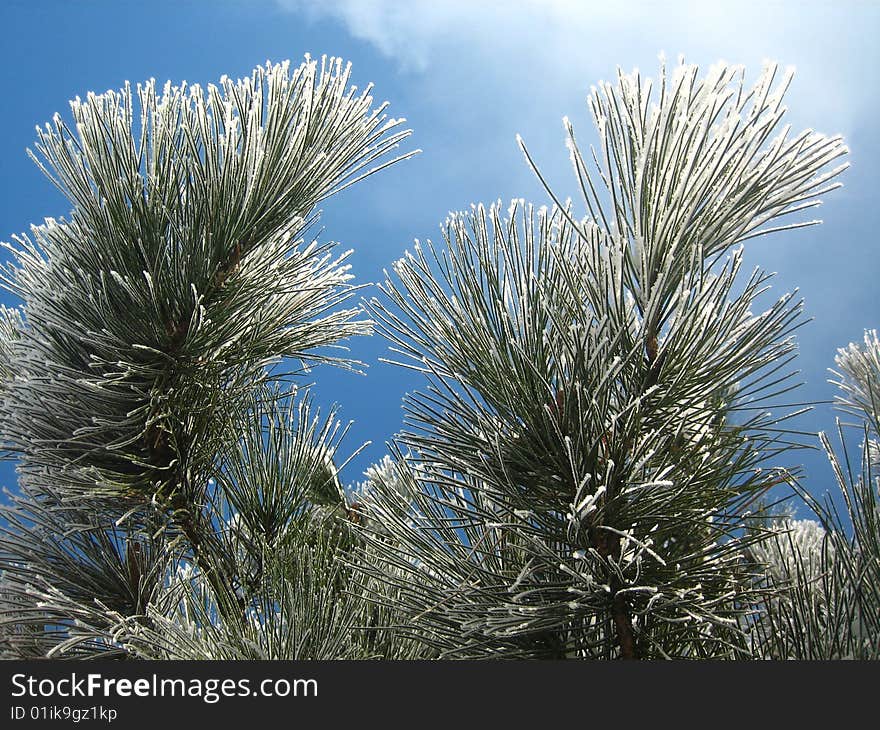 Pine tree covered with frost under blue sky. Pine tree covered with frost under blue sky