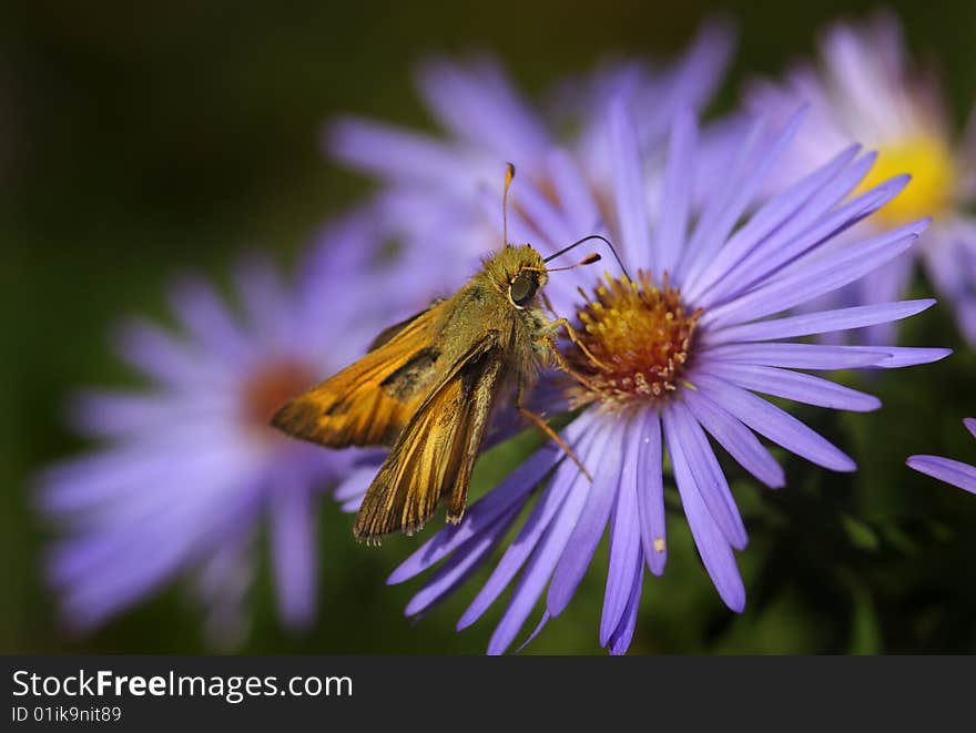 A sachem (Atalopedes campestris) sips nectar from an aster in a butterfly garden. A sachem (Atalopedes campestris) sips nectar from an aster in a butterfly garden.