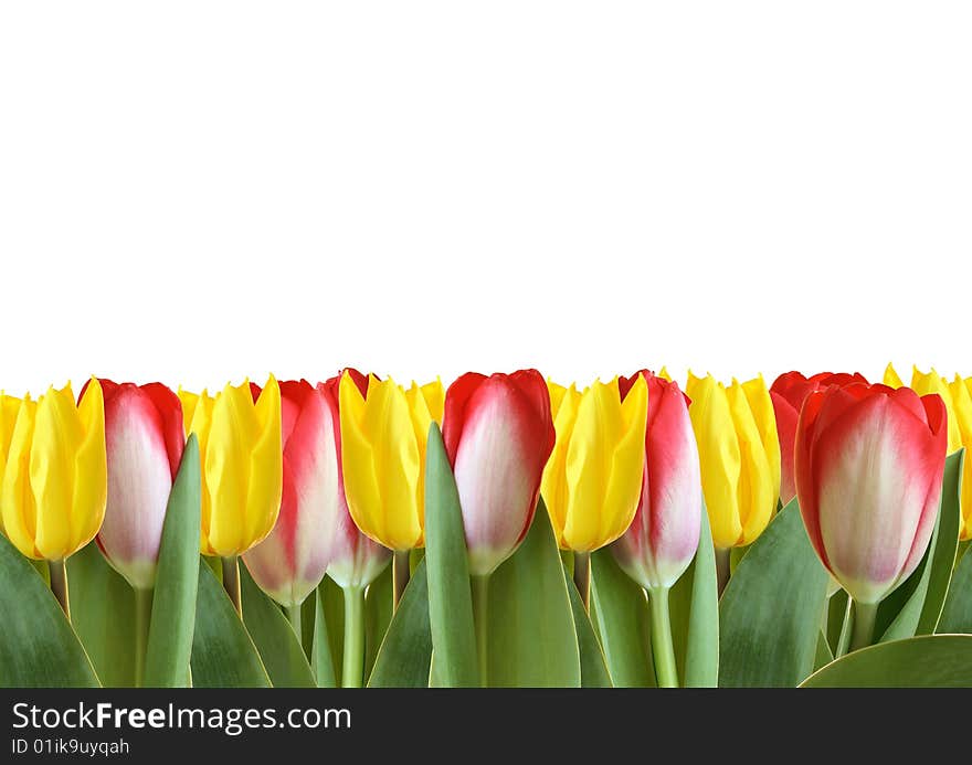 Colorful tulips isolated close up in studio