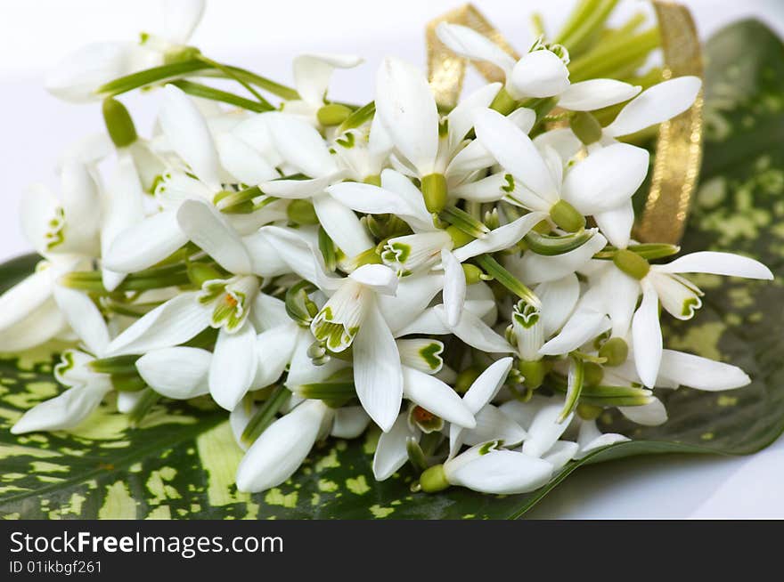 Wonderful bouquet of snowdrop.