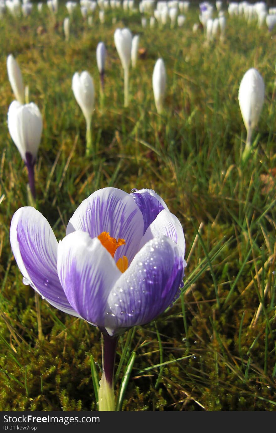 Field of crocus