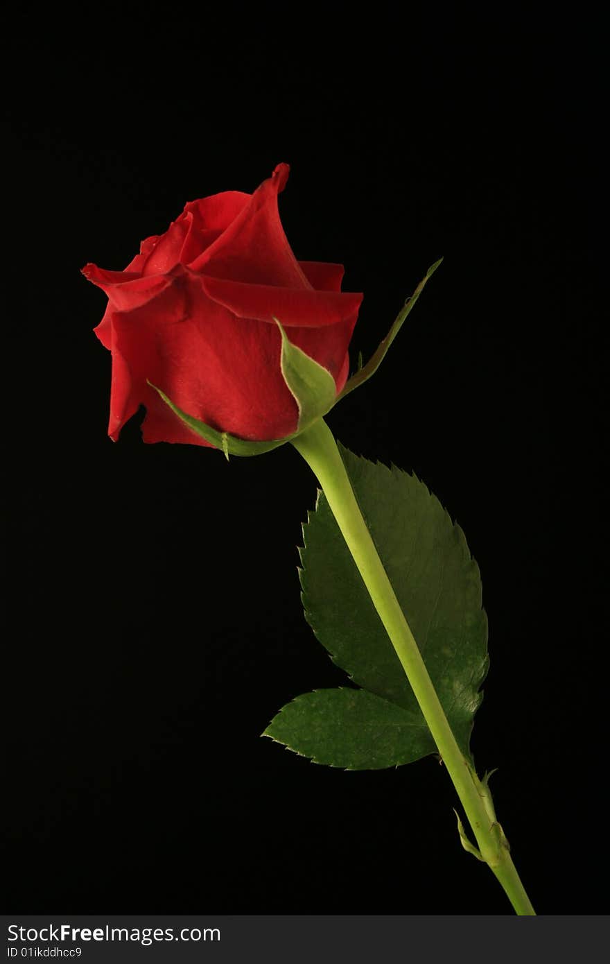 A single red rose on a black background.