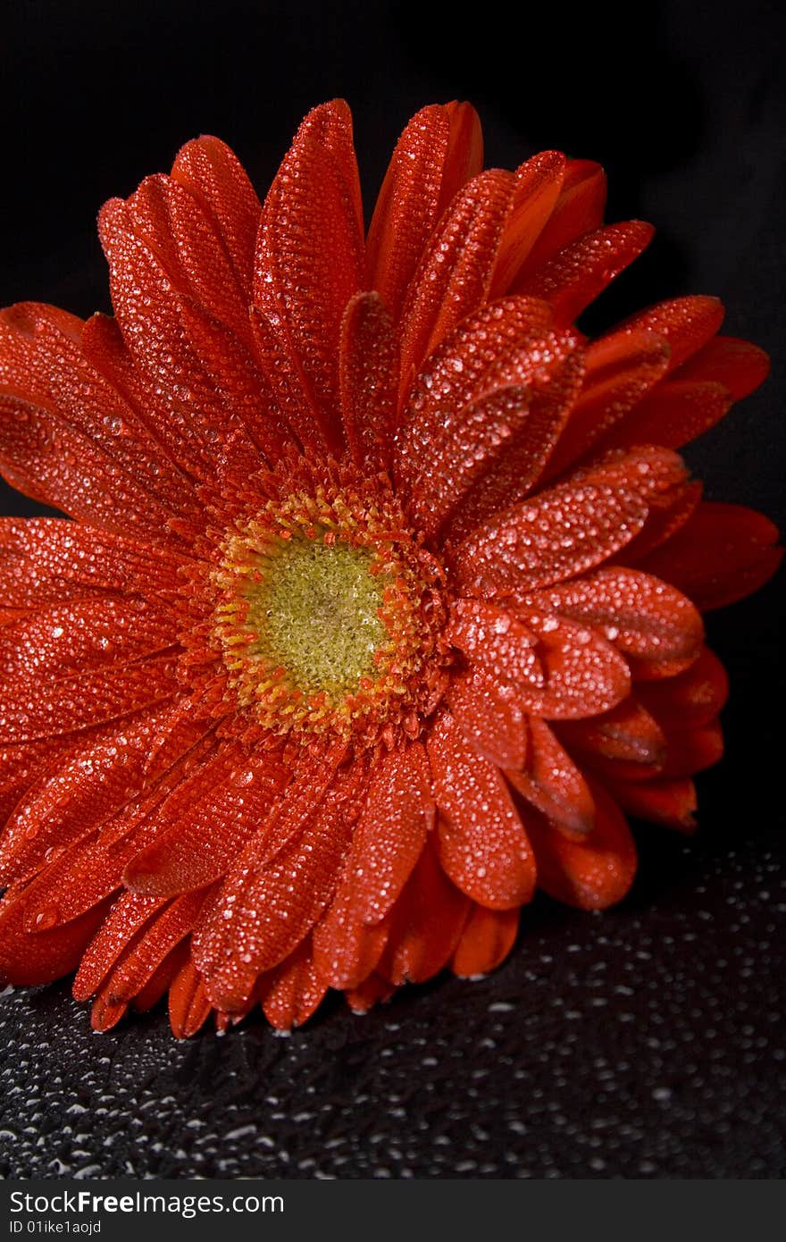 Red gerbera flower with water drops closeup