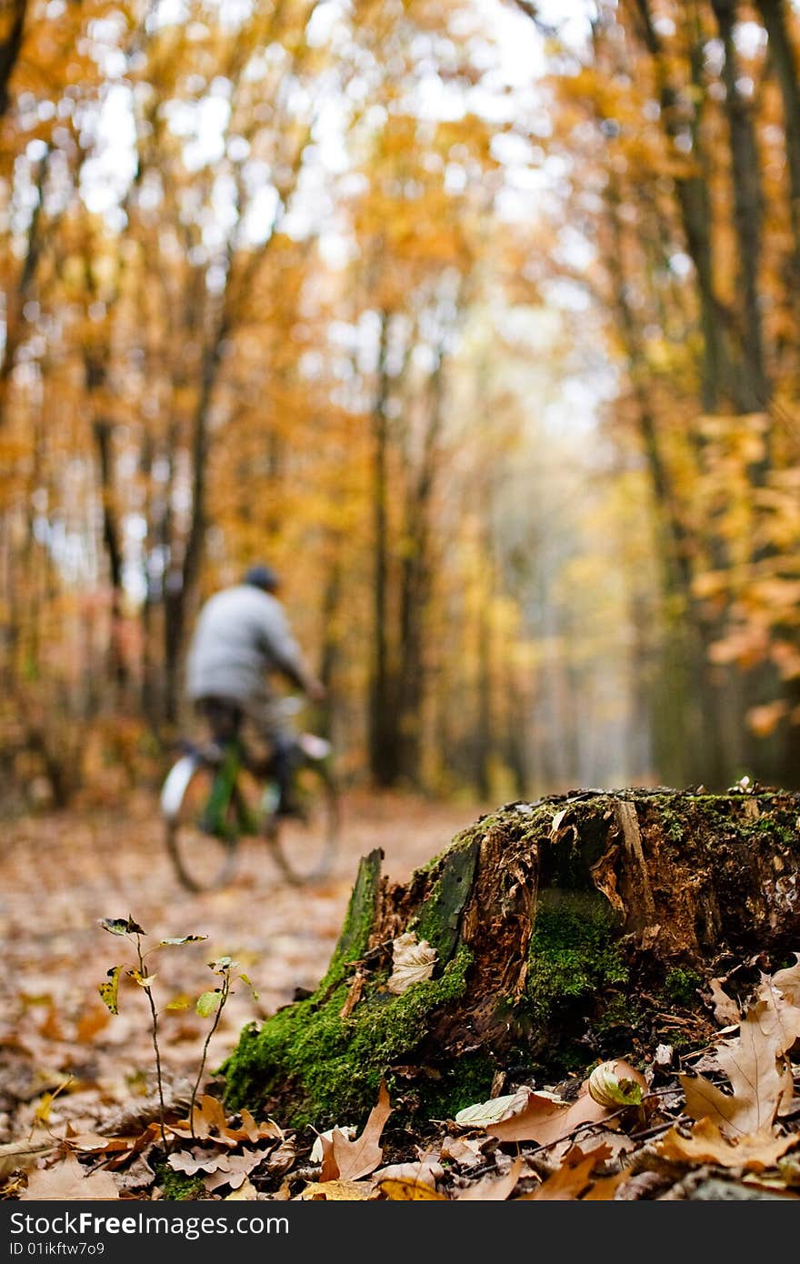 Autumn forest