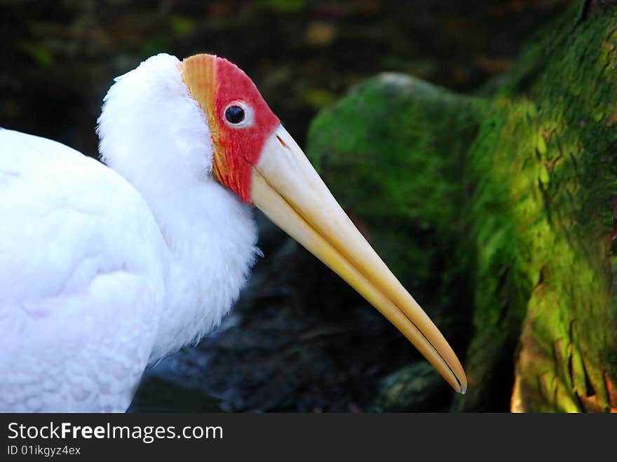 This yellow billed heron poses for a picture. This yellow billed heron poses for a picture.