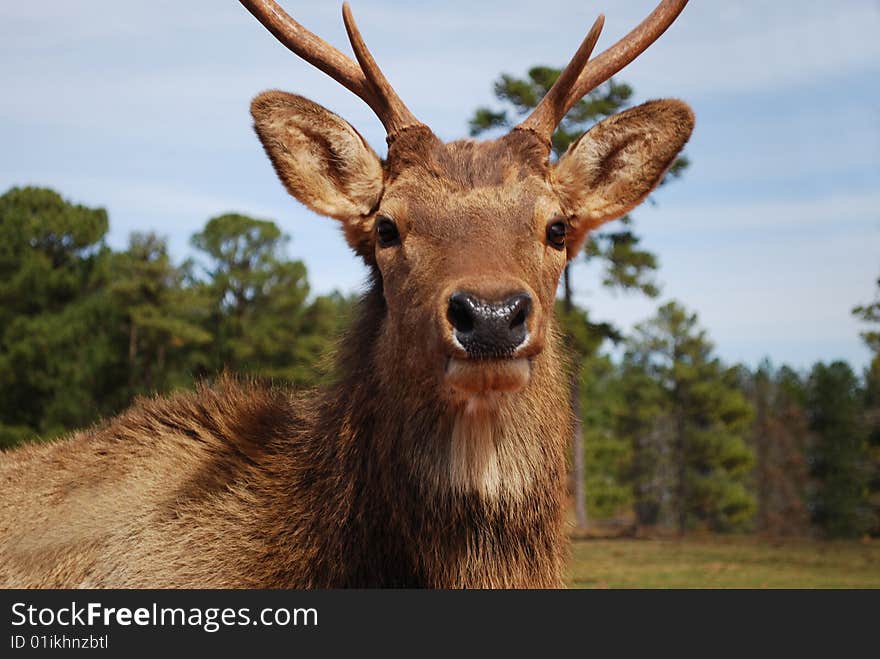 Antler Look