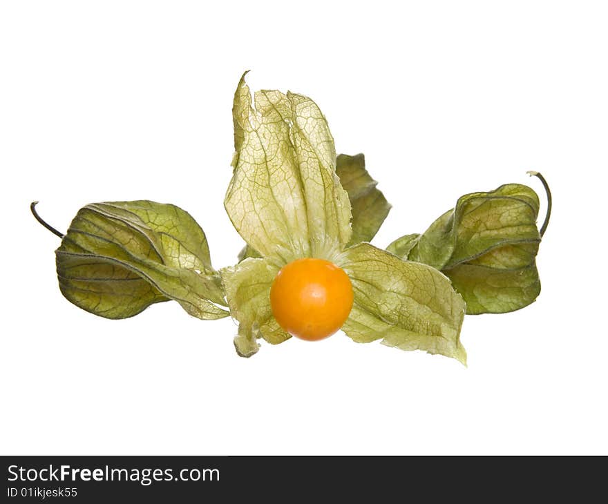 Physalis fruit on a white background. berry