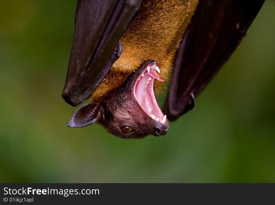 Hanging Bat