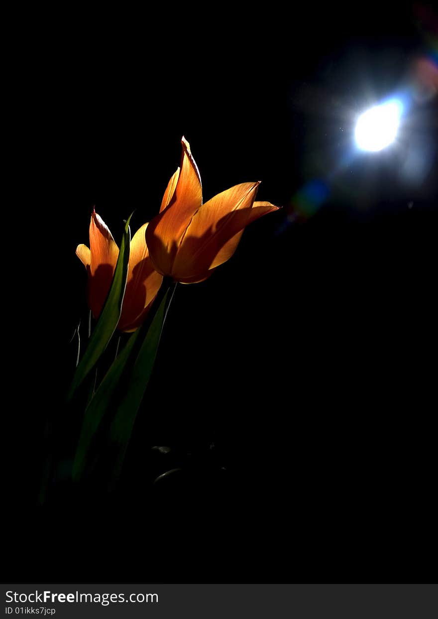 Orange tulips illuminated by moon light in night. Orange tulips illuminated by moon light in night