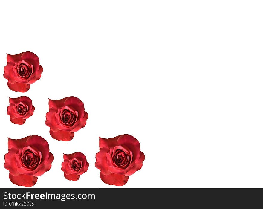 Red roses flower blossoms isolated on white background. Red roses flower blossoms isolated on white background