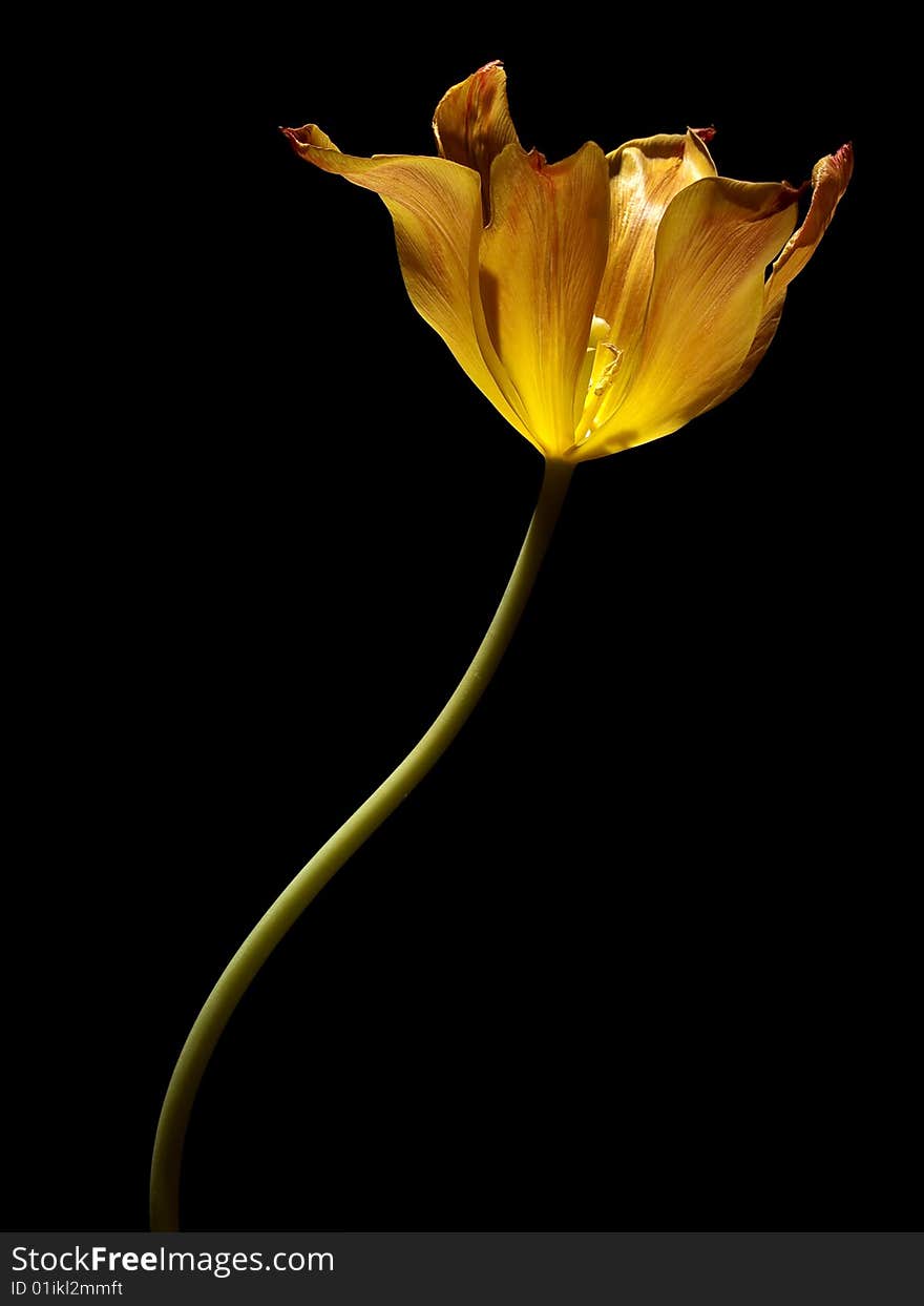 Tulip