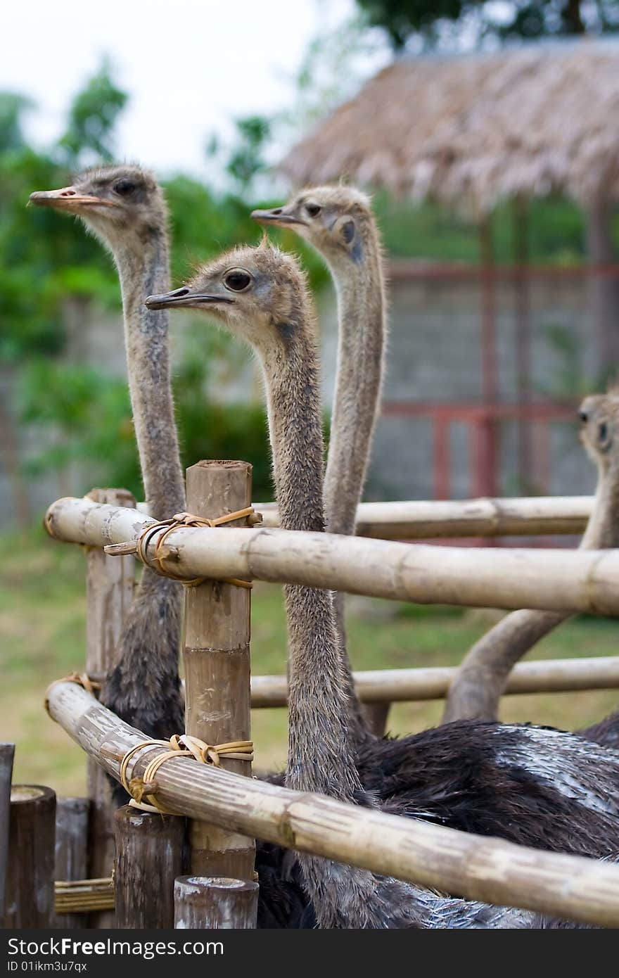 A group of ostrcik looking around. A group of ostrcik looking around.