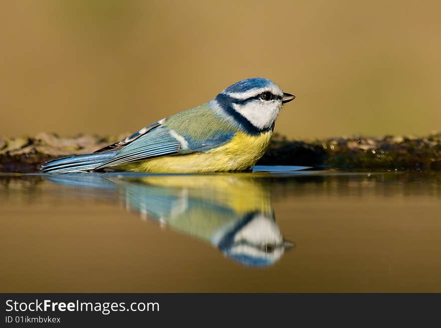 Blue tit having bath